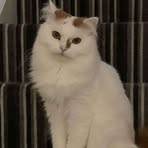 Scarlett Webb - Facebook