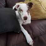 Scarlet Wiggins - Facebook