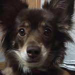 Scarlet Young - @scarlet_puppy56 - Instagram