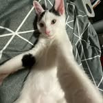 Scarlett Arnold - @arnold_foster_kittens - Instagram