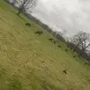 Scarlett - @scarlett_arnold154 - TikTok