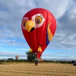 Scarlett the Parrot 🦜 - @scarlettballoonmuppets - Instagram