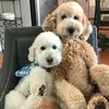 Scarlet and Beasley - @2_golden_doodles - TikTok