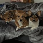 Steve, Scarlett & Bruce The Corgis🐶 - @captain.steve.the.corgi - Instagram