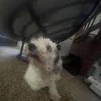 Scarlett Buck - Facebook