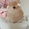 Scarlett Chambers🩷 - @scarlett.chambers - TikTok