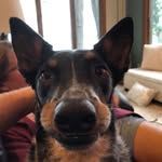 Carol Scarlett Chaney - @carol.chaney66 - Instagram