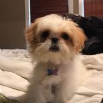 Scarlett Collier - @scarlett_the_dog1 - Instagram