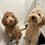 Scarlett&Cooper - @adventure.with.scarlett_cooper - Instagram