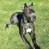 scar - @scarlett_rose_canecorso - TikTok