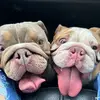 Floyd.and.Scarlett.bulldogs - @floydandscarlett - TikTok