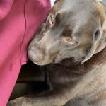 @scarlettglover.eventing - Instagram