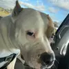 Scarlett_rose_greer - @scarlettrosefogle - TikTok