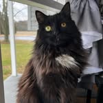 Scarlett ♡ 🐈‍⬛ - @_scarlettgregoryy - Instagram