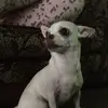 SCARLETTHARRISON - @scarlettharrison - TikTok