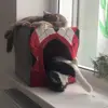 Cats, Scarlett and Hendrix ❤️ - @scarlett_hendrix - TikTok