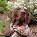Scarlett Hicks - @gsp_pup_scarlet - Instagram