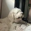 scarlettehuff4 - @scarlette.huff1 - TikTok