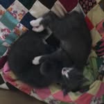 Scarlet + McClain - @taillesstwins - Instagram
