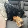 Scarlett Meadows - @scarlett.meadows6 - TikTok
