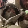 Scarlett_moon - @scarlett_moon8 - TikTok