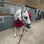 scarlett🤍 - @scarlettmurray_eq - Instagram