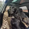 Scarlett Pearson - @scarlett.pearson89 - TikTok