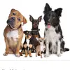 Scarlett & Rich’s dog walking - @scarlett_rich.dogwalking - TikTok