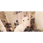 scarlett robles - @_scarthebullterrier - Instagram