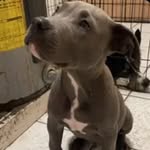 SCARLETT SERRANO - @scarlettlovesdogs1 - Instagram
