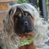 scarlett_sharpeiFlorida - @sharpeivg - TikTok