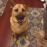Scarlett - @scarlett.the.german.shepard - Instagram