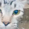 Scarlett Shoemaker - @scarlett.shoemake - TikTok