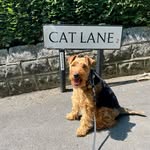 Zena Launders - @scarlett_welshie - Instagram