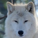 Scarlett Wolf - @wolfkitty02 - Instagram