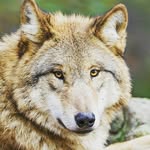 Scarlett Wolf - @wolfykitty14 - Instagram