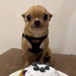 Scatmanjohn - @scatmanjohnn - Instagram