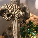 Schuyler Smith - @smith_exotics - Instagram
