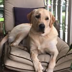 Schuyler Smith - @osuskyman - Instagram