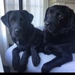 Scilla Andreen - @2blacklabsandaball - Instagram
