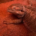Scooter Mitchell - @lizardwithadream - Instagram
