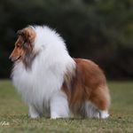 Canil Scotfield :: Shelties & Collies - @canil_scotfield - Instagram