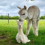Scotfield Alpacas - @scotfieldalpacas - Instagram