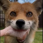 Sydney the Fox 🏴󠁧󠁢󠁳󠁣󠁴󠁿 - @sydney_scot_fox - Instagram