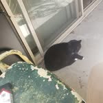 Scott Abendroth - @whiskers1538 - Instagram
