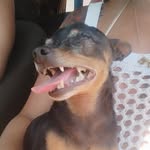 🐕🤭 - @scott.cachorrinho_123 - Instagram