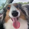 Lily - @scottadelman4 - TikTok