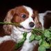 Scout Agius - Facebook
