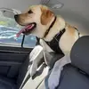 Go Dog Go! - @scott.aiken4 - TikTok