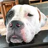 Scott Alberts - @rex_the_pitbull2021 - TikTok